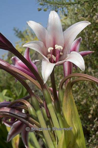 crinum bulbispermum 5 graphic